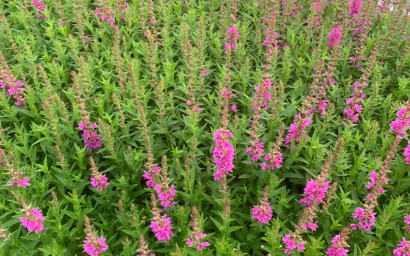 lythrum salicaria